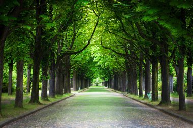 乡村道路运行通过树胡同图片