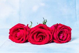 红玫瑰与水滴背景