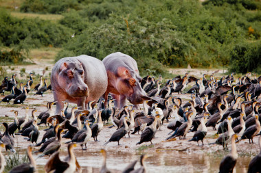 兩只河馬站在湖海岸