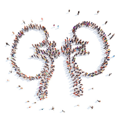 人的形式，內(nèi)臟，腎臟