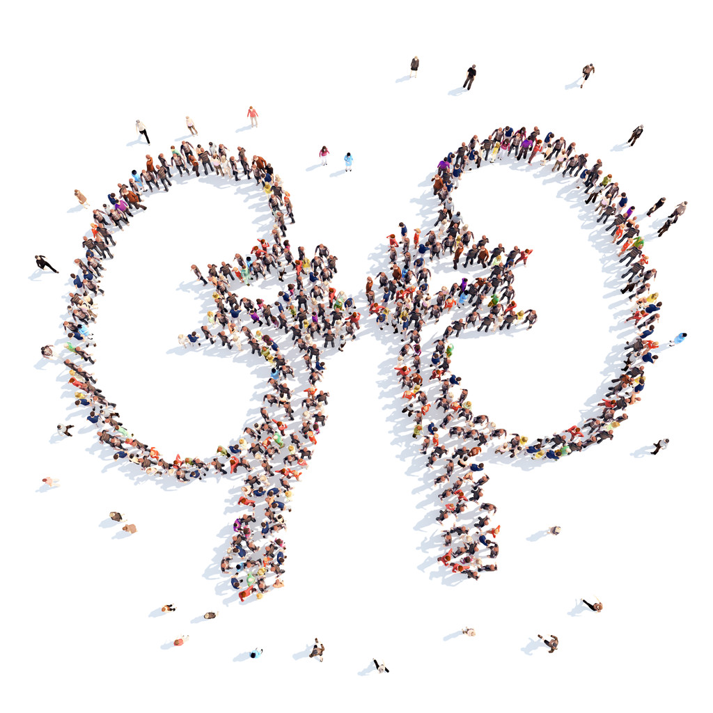 人的形式,内脏,肾脏 人的形式,内脏,肾脏