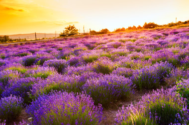 蒂豪尼，匈牙利的薰衣草田