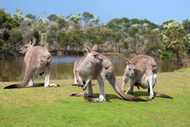 集團(tuán)的袋鼠在菲利普島野生動物公園