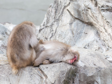 兩個有趣的日本獼猴