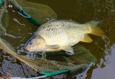 漁獲量，鯉魚圖片