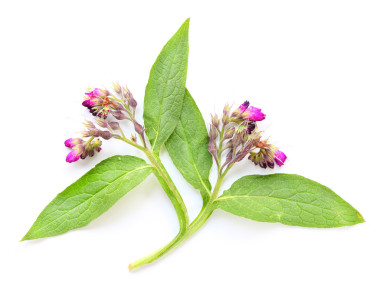 常見(jiàn)的紫草科植物 (鐵皮石斛聚合)