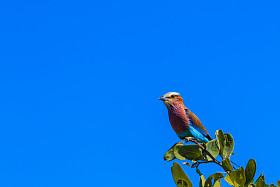 枝条上的丁香乳胶滚筒