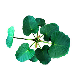 芋图片