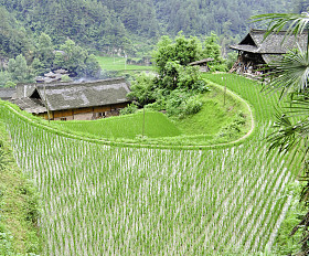 水稻梯田村图片