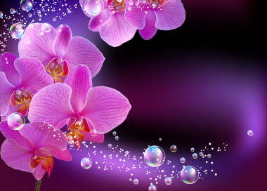 蘭花圖片
