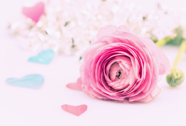 粉紅色的金鳳花和很多的心，定了調(diào)子