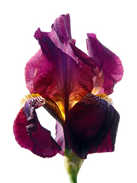 在白色的背景下，大胡子紫虹膜宏