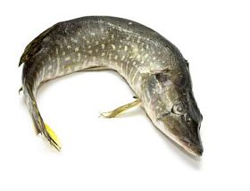 在一张白纸的鱼派克图片