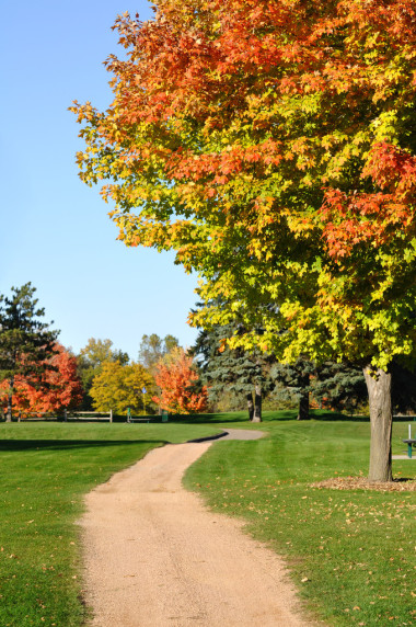 多彩的树叶枫叶树上照片
