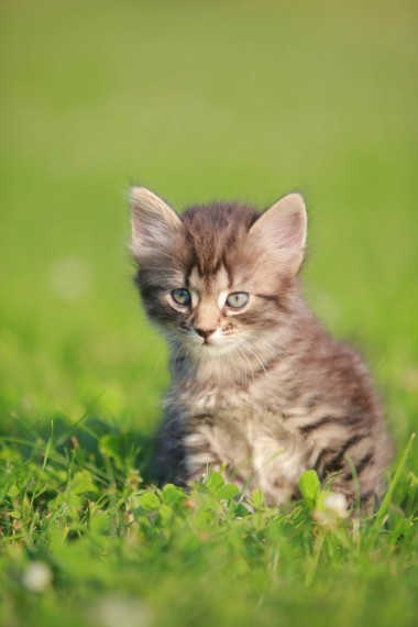 在草叢中的可愛小貓照片