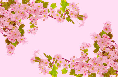樱花 .图片