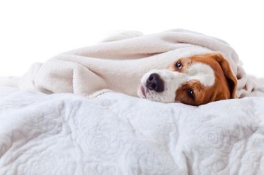 下一条毯子,白色的狗图片 下一条毯子,白色的狗图片