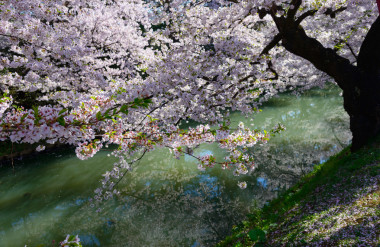 在弘前公園櫻花