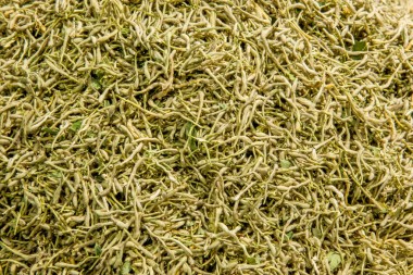 健康茶醫(yī)學(xué)-金銀花圖片