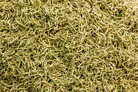 健康茶医学-金银花图片