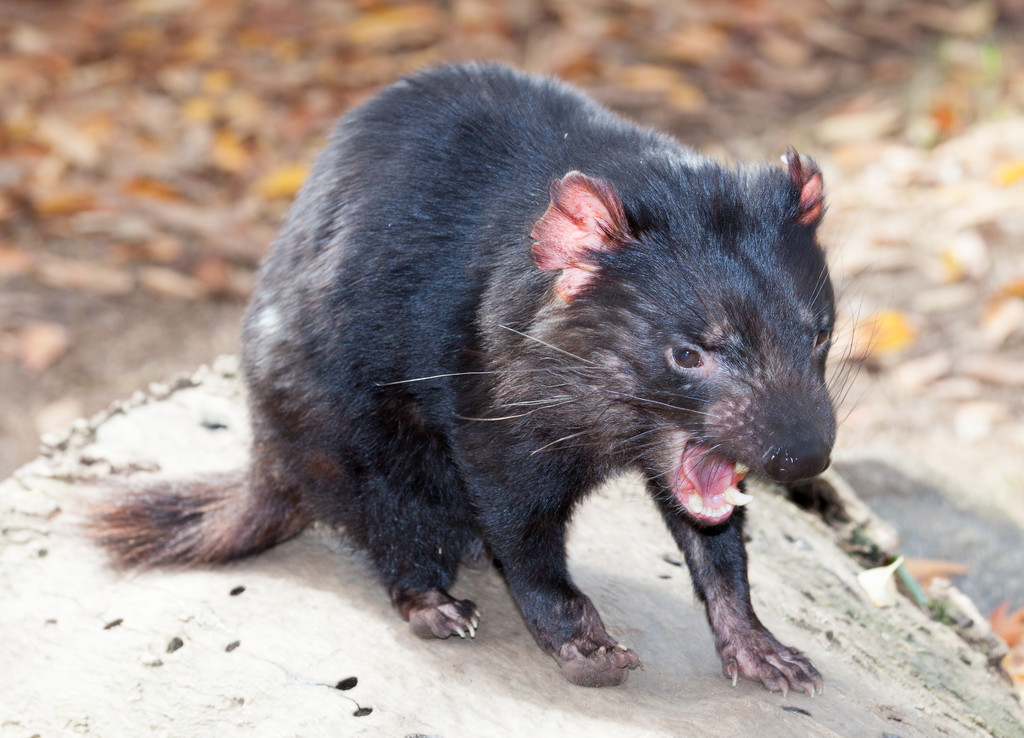 塔斯马尼亚魔鬼图片