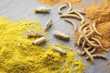 食用烤和五香昆虫图片