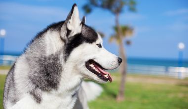 在公園的可愛(ài)哈士奇