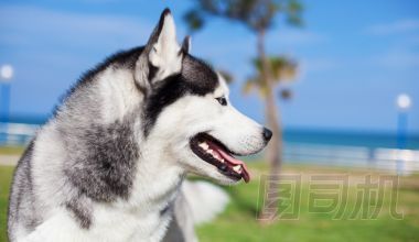 在公園的可愛哈士奇