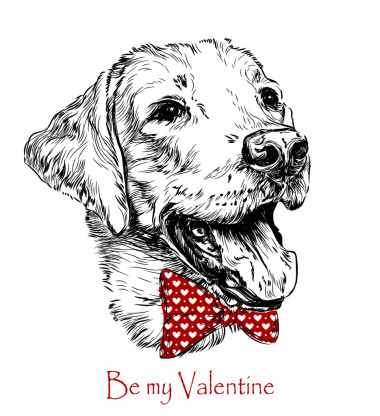 有趣的拉布拉多狗