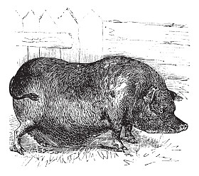 Heude 的印度支那疣猪或 Sus 或越南疣猪猪