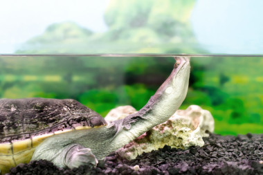 兩棲類異國(guó)動(dòng)物 Chelidae wateru