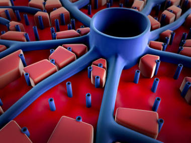 肝臟的結(jié)構(gòu)