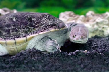 兩棲類珍奇動(dòng)物在水中的 Chelidae