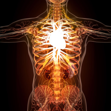 在 x 射线视图中的人体器官的解剖