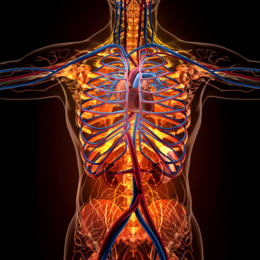 在 x 射線視圖中的人體器官的解剖