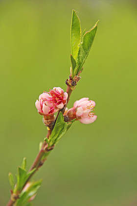 桃花