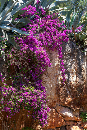 石头墙与地中海植物