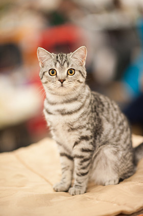 有趣的猫