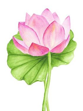 莲花图片