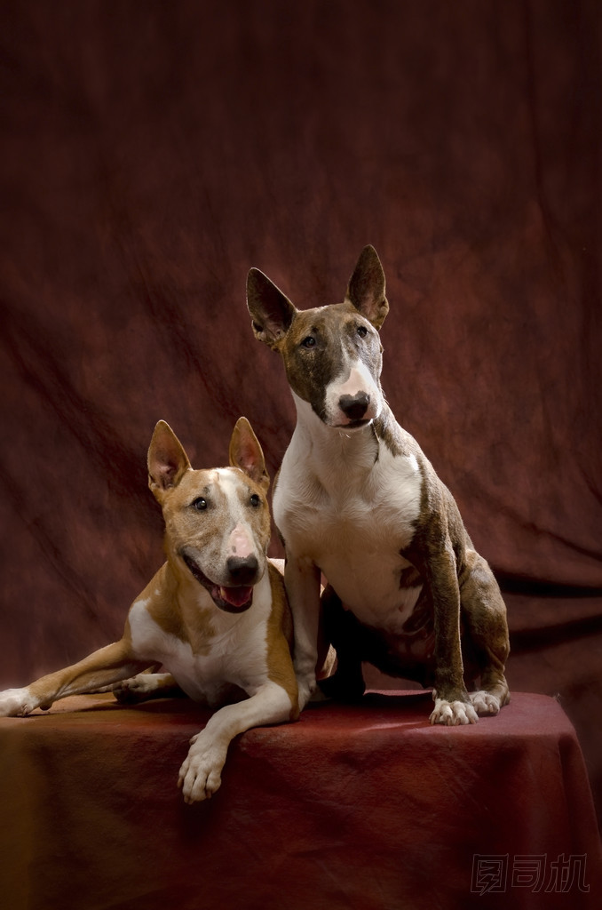 牛頭犬夫婦圖片