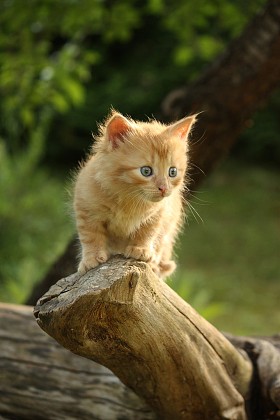 可爱的小小猫爬那棵树图片