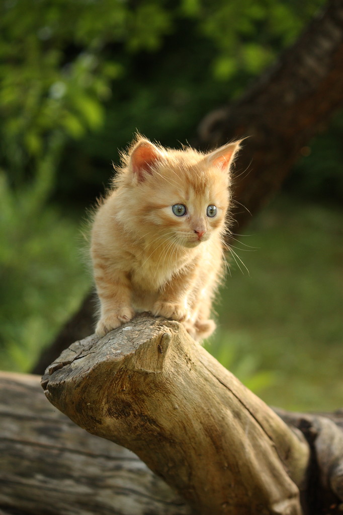 可爱的小小猫爬那棵树图片