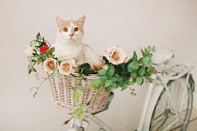 猫与花在柳条篮子里的白色复古 bisycle