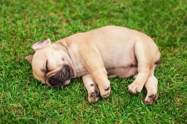 小沉睡的法國斗牛犬小狗圖片
