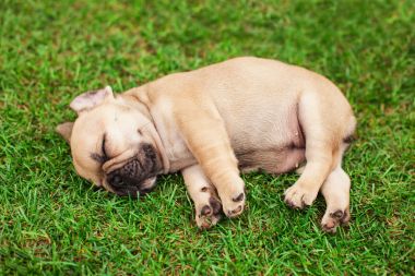 小沉睡的法国斗牛犬小狗图片