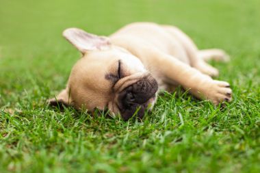 小沉睡的法国斗牛犬小狗