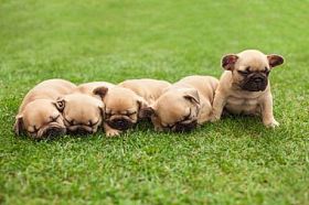 小睡眠法国斗牛犬幼犬