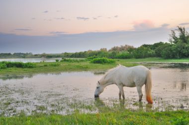 放牧在淺水中的白馬圖片