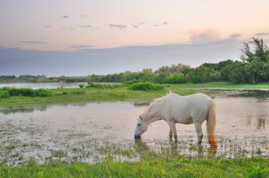 放牧在淺水中的白馬圖片