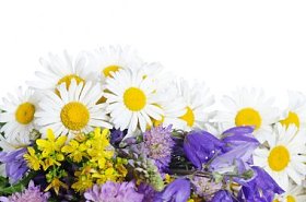 野生霜降的花束图片